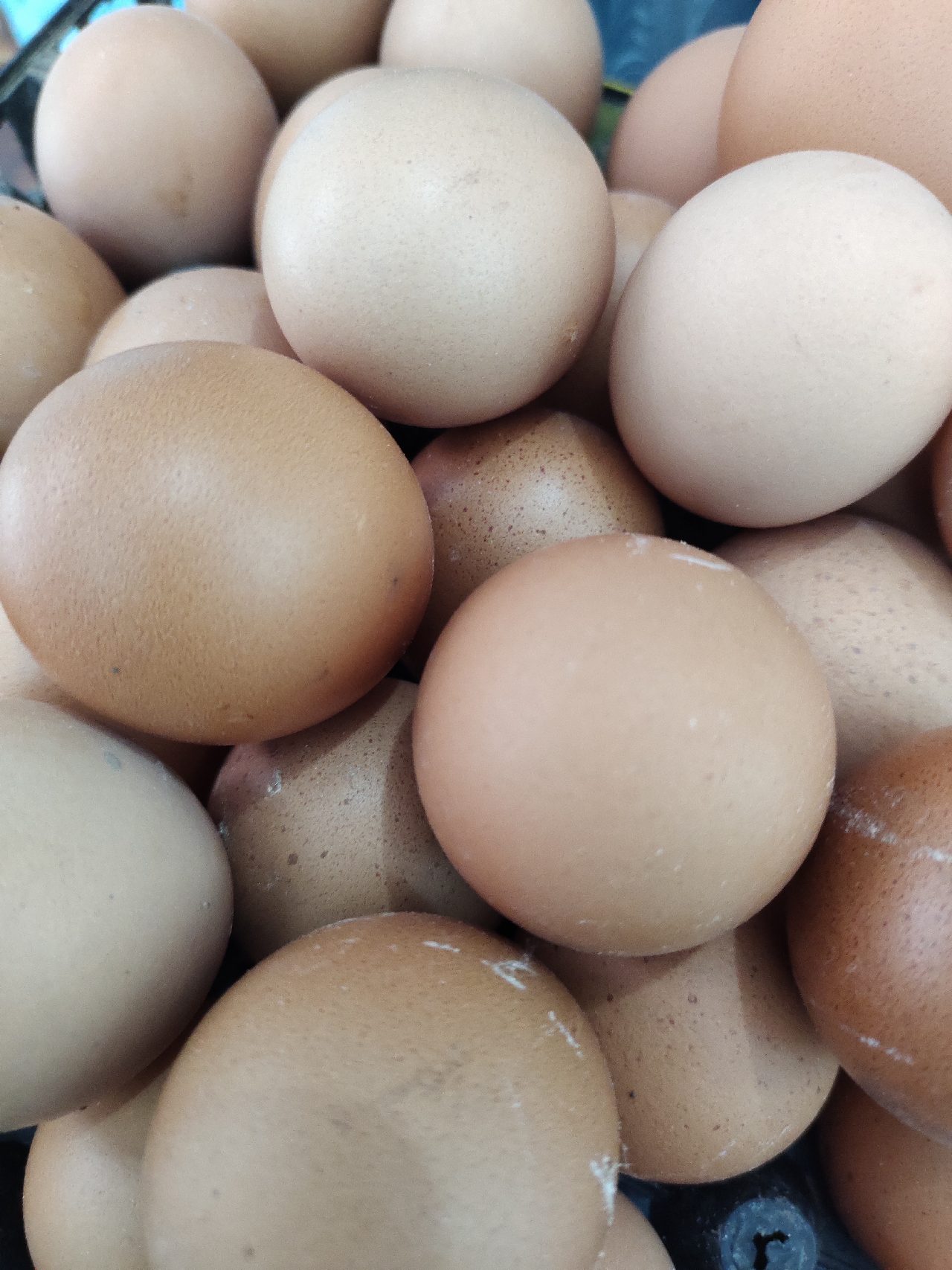 Eggs - ডিম